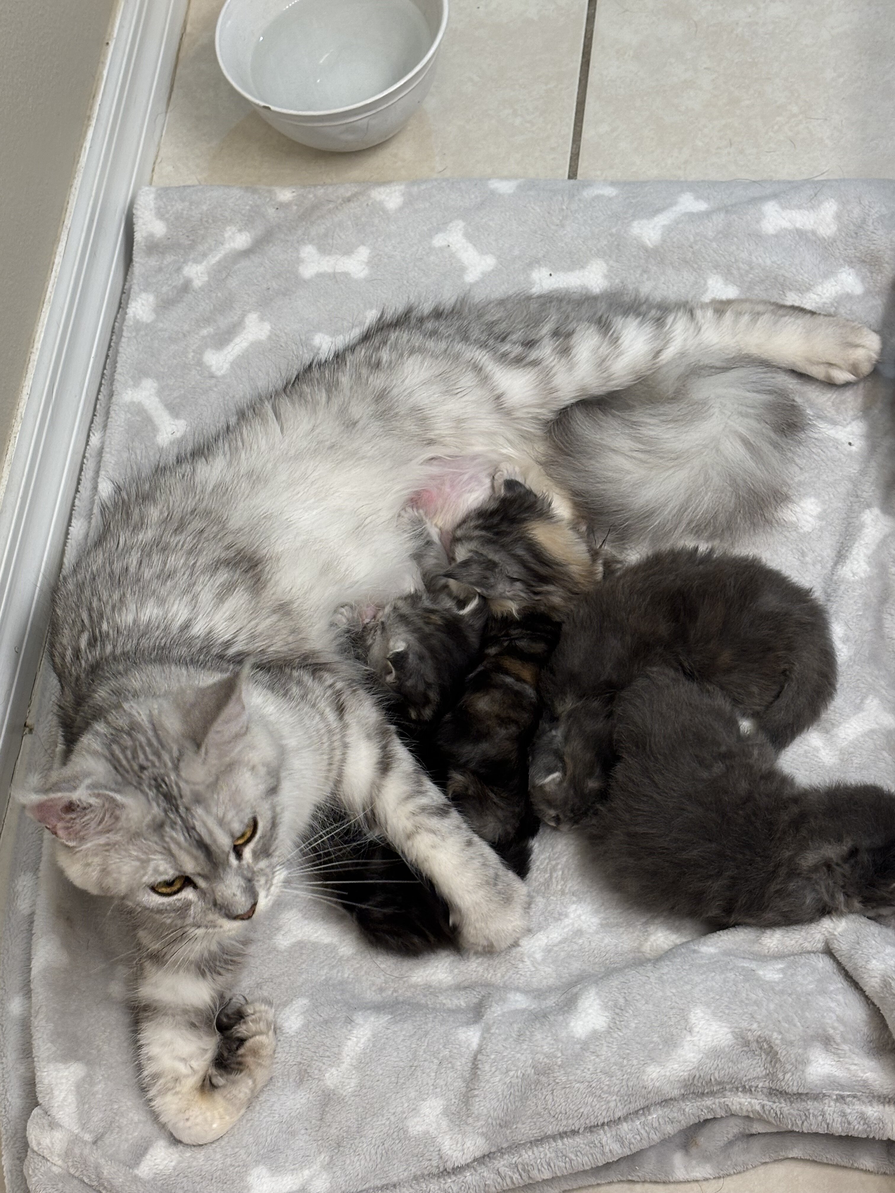 Maine coons kittens image 3