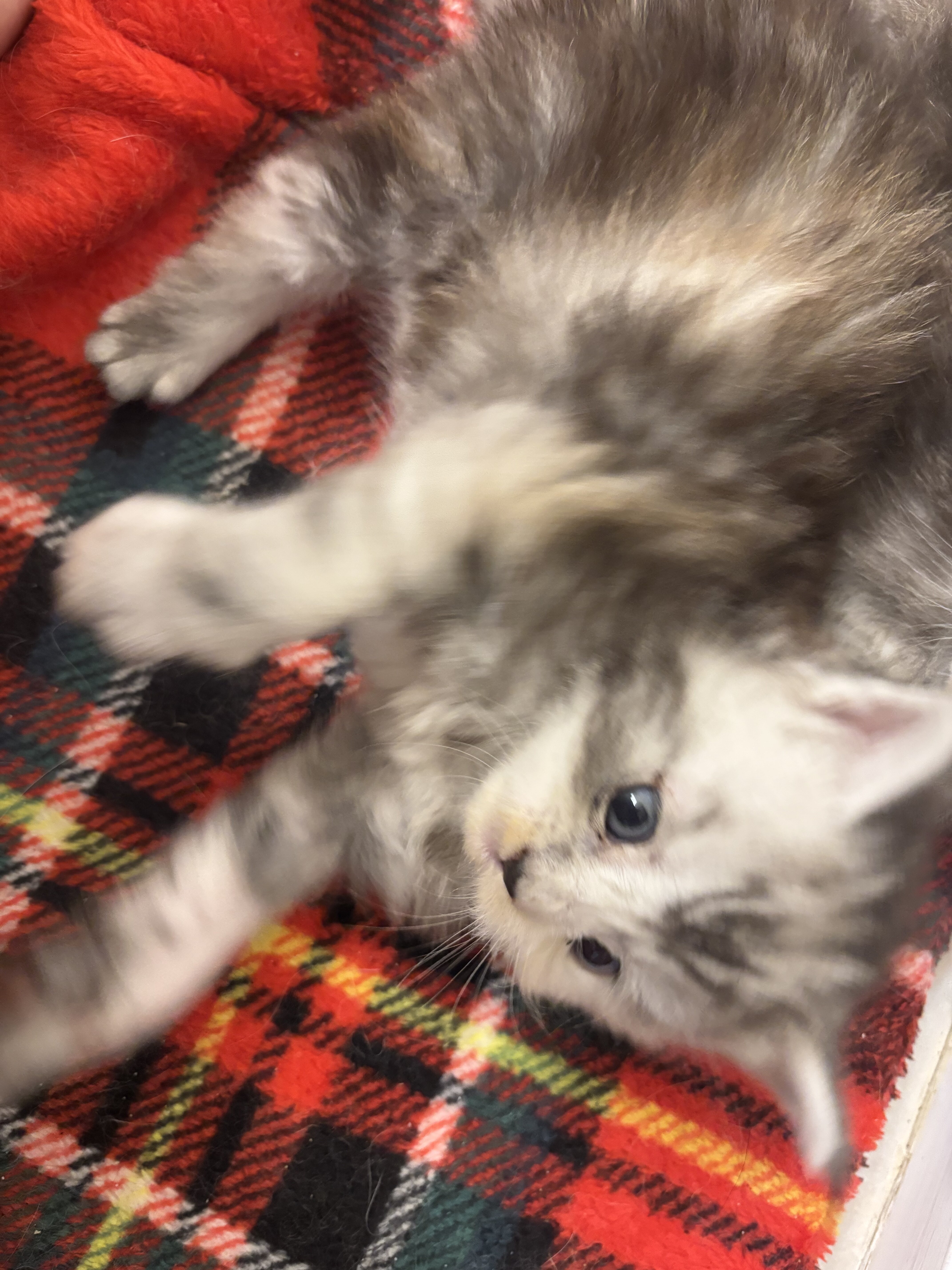 Maine coons kittens image 1