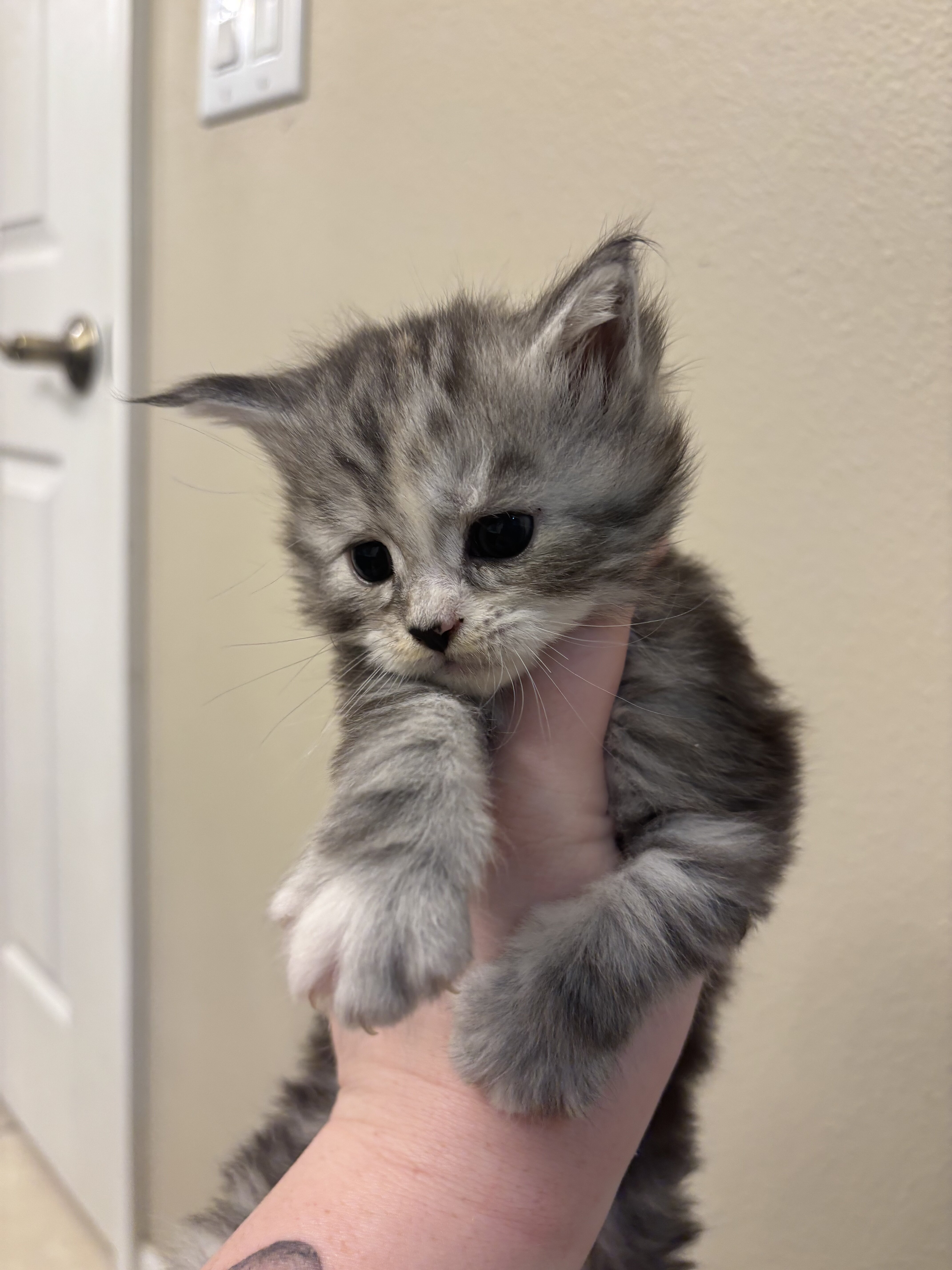 Maine coons kittens image 4