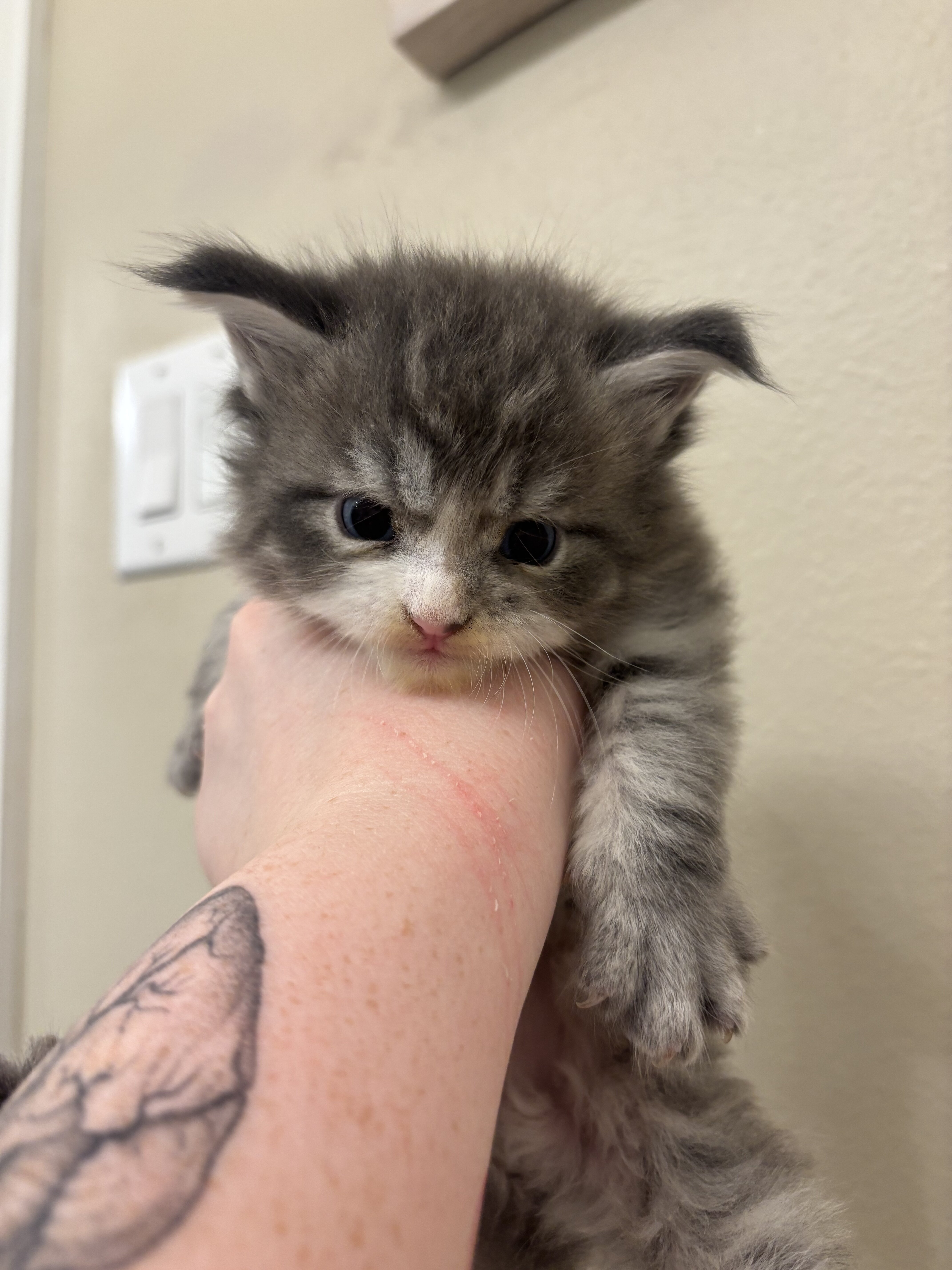 Maine coons kittens image 5
