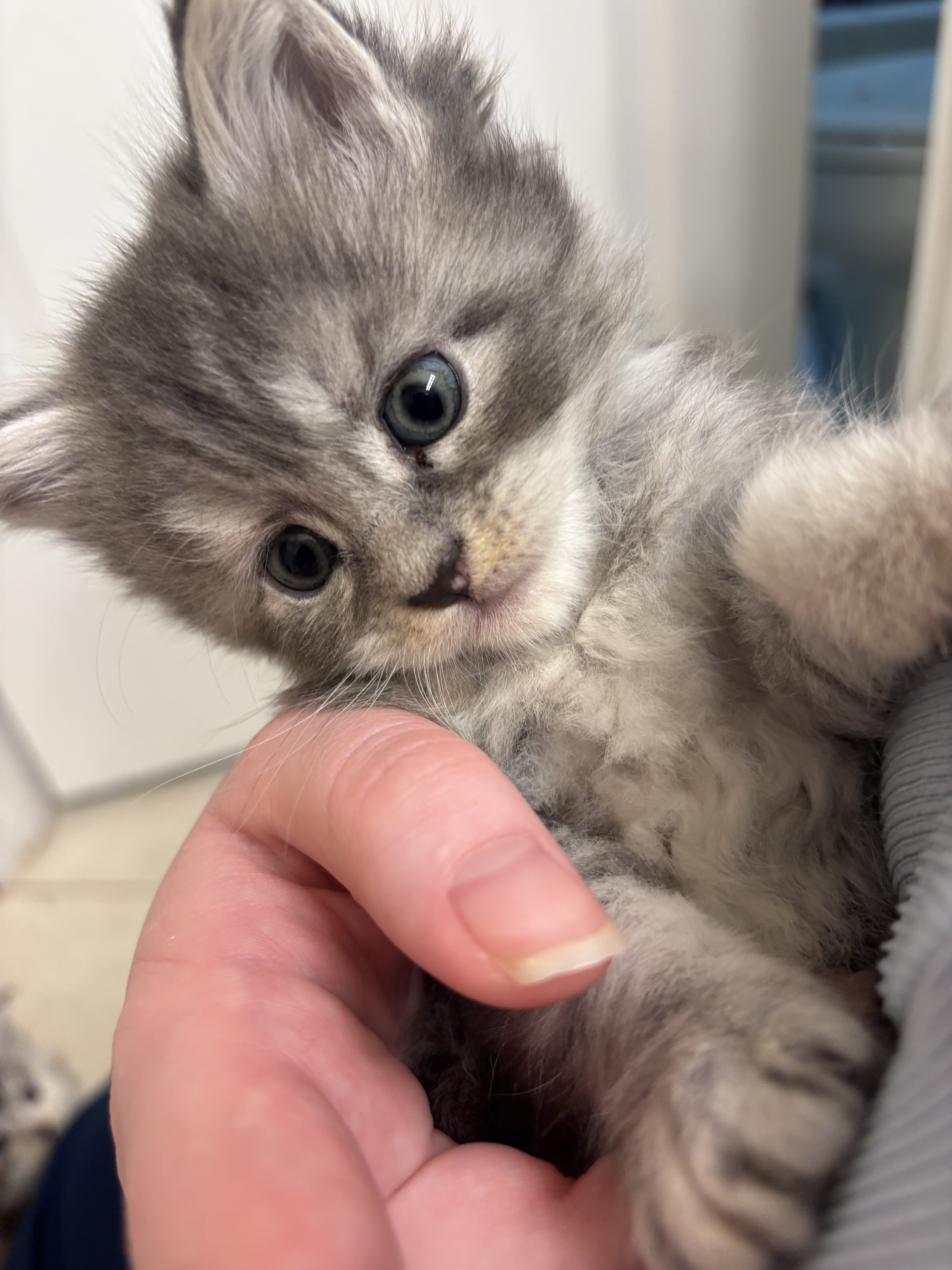 Maine coons kittens image 2