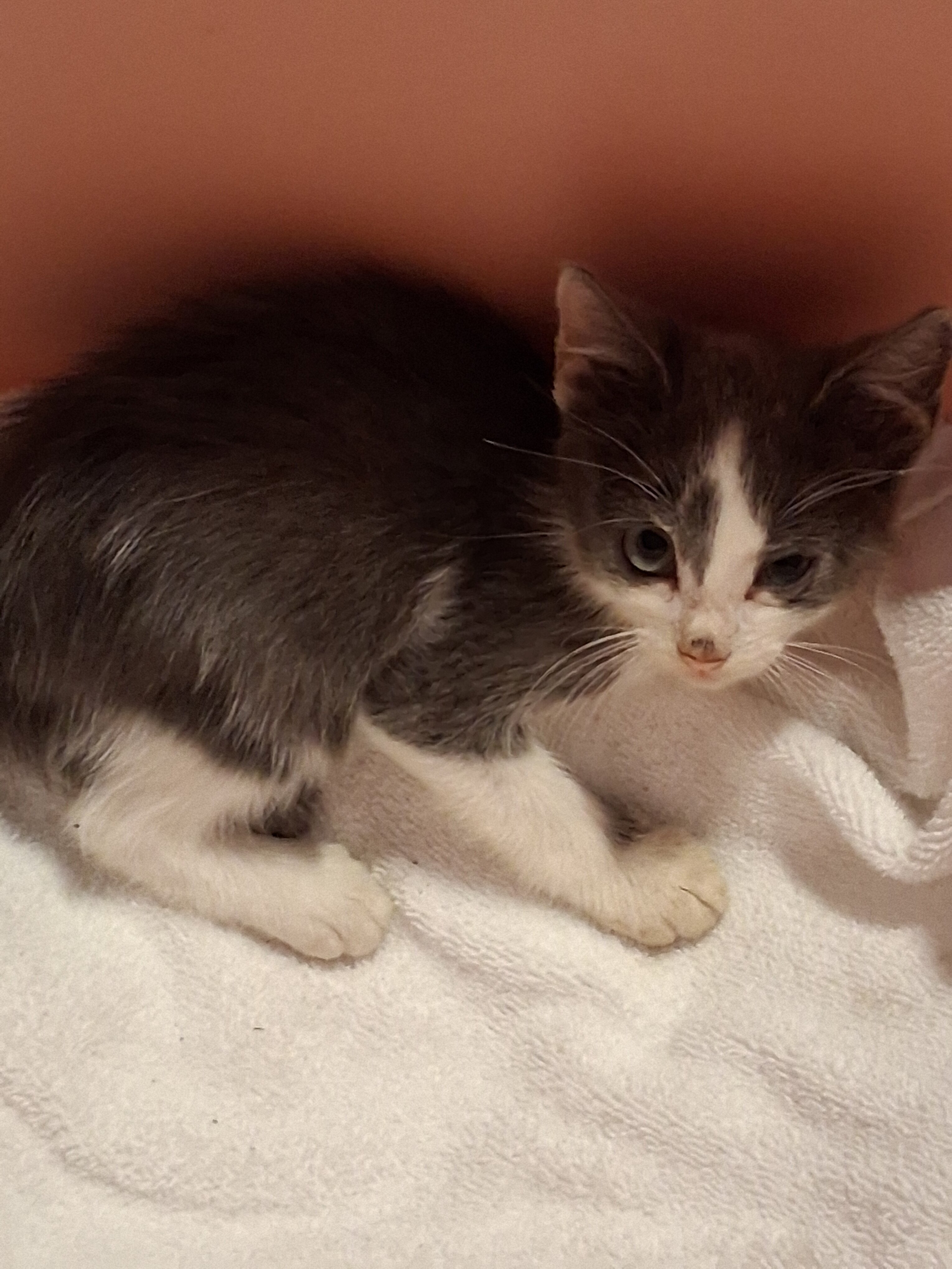 Free kitten image 3