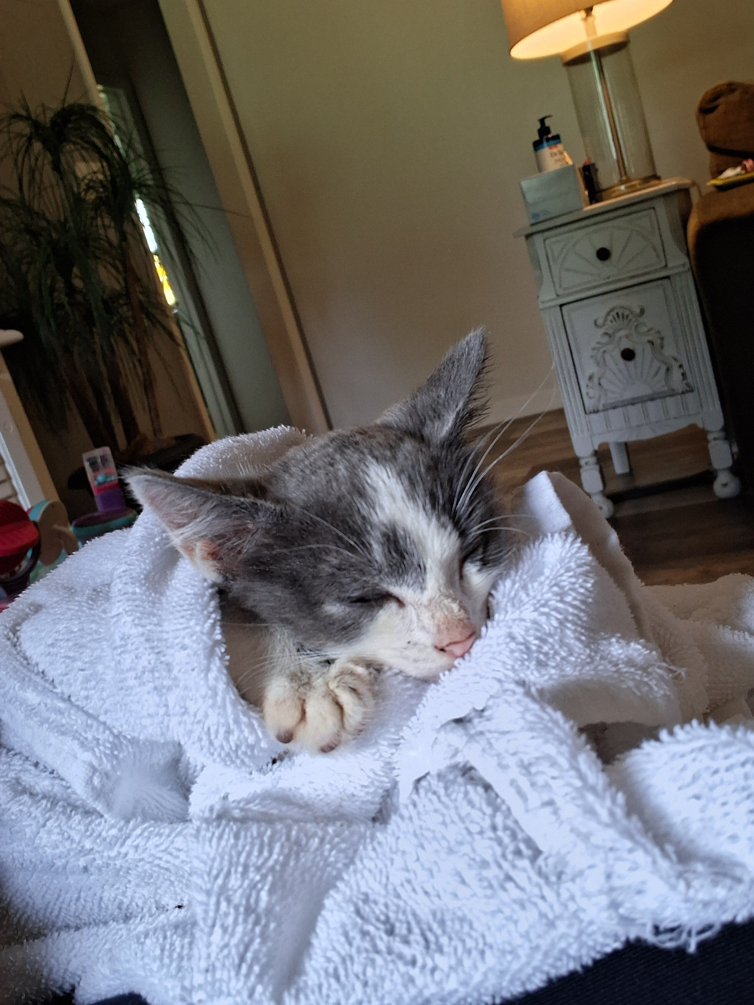 Free kitten image 4