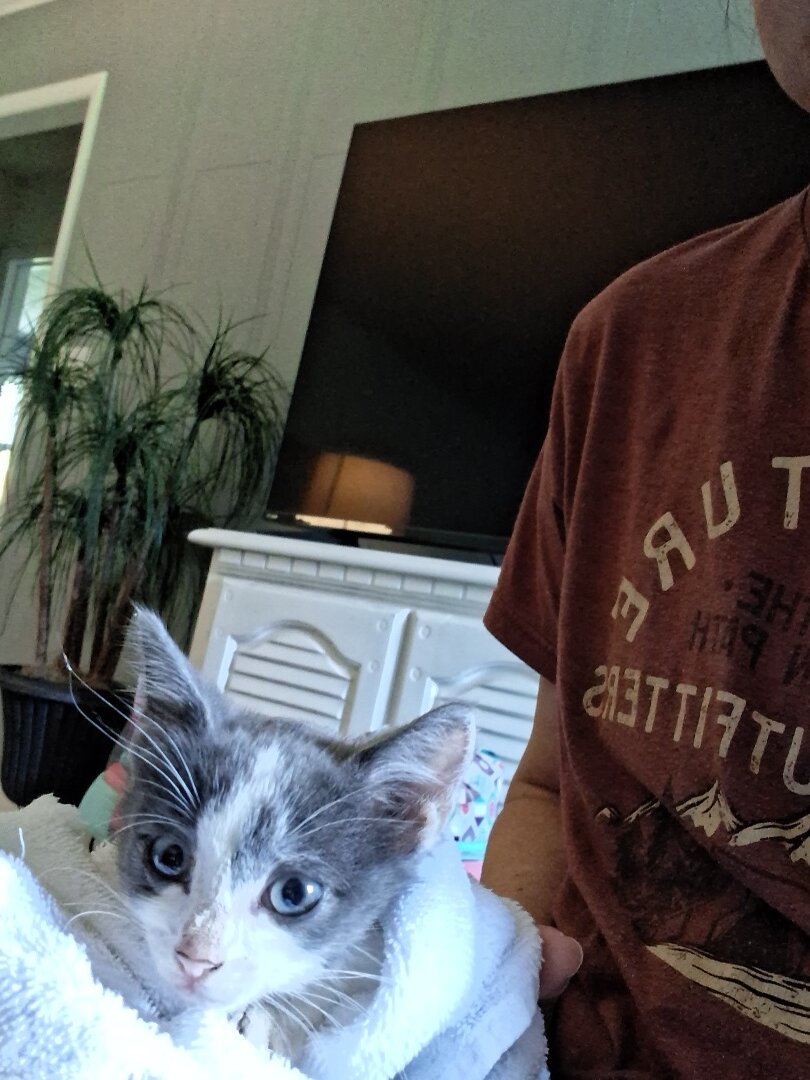 Free kitten image 1