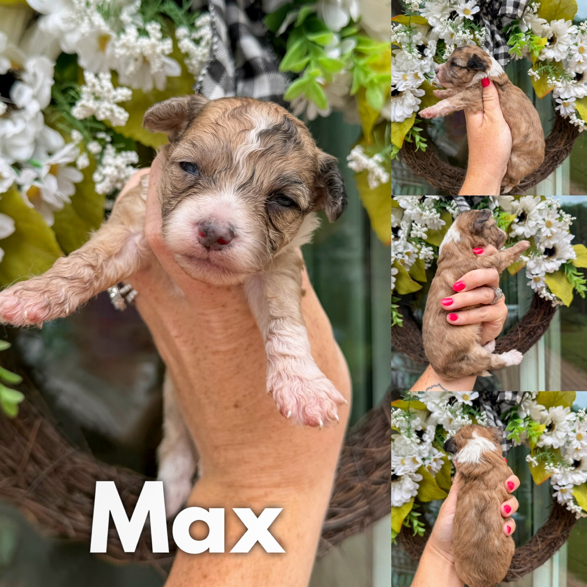 Chinese Crestepoo Puppies image 1