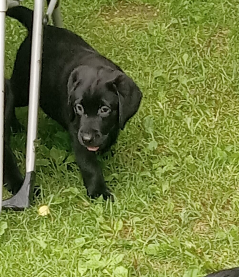 AKC Labrador retrievers image 10
