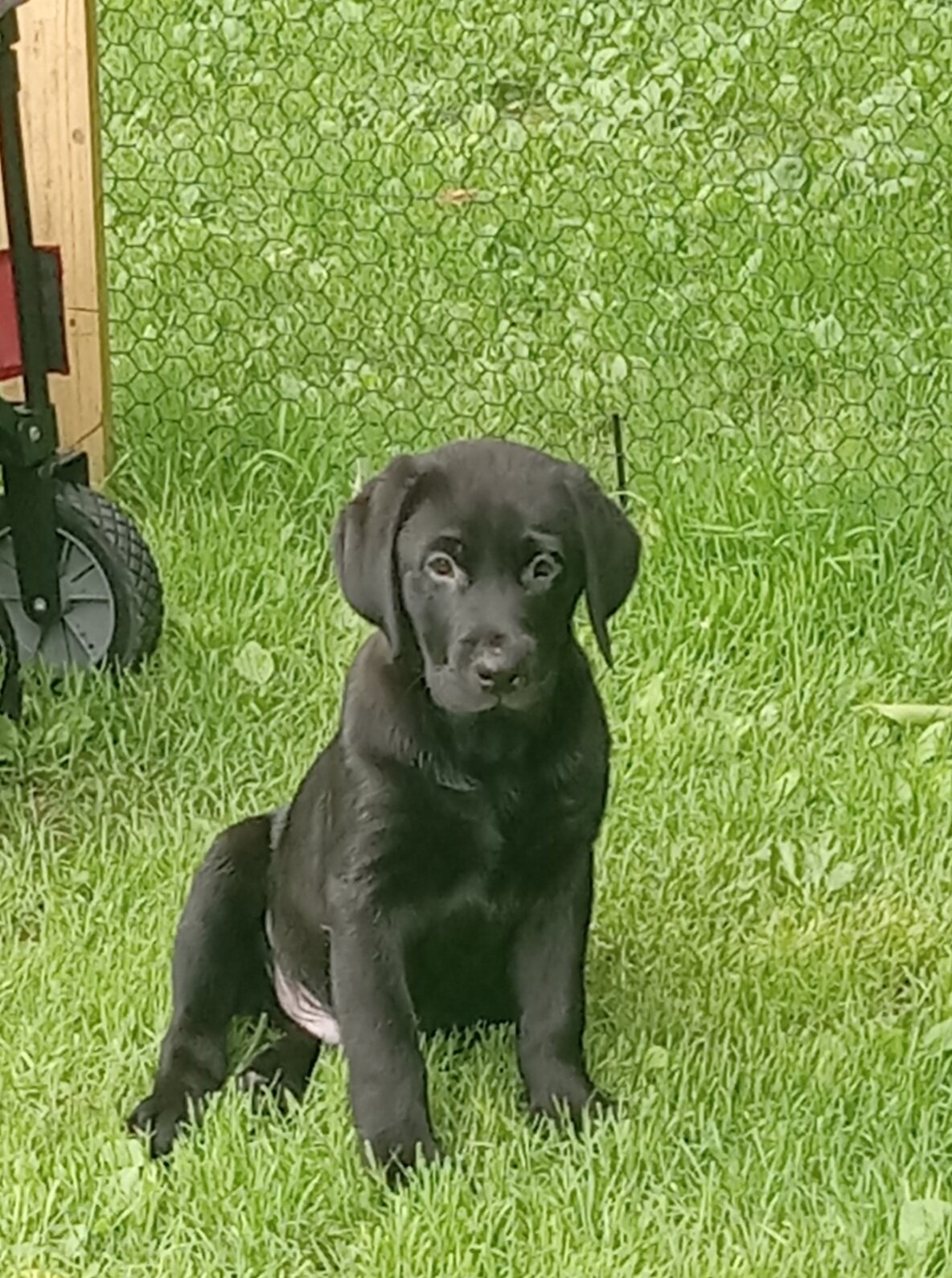 AKC Labrador retrievers image 1