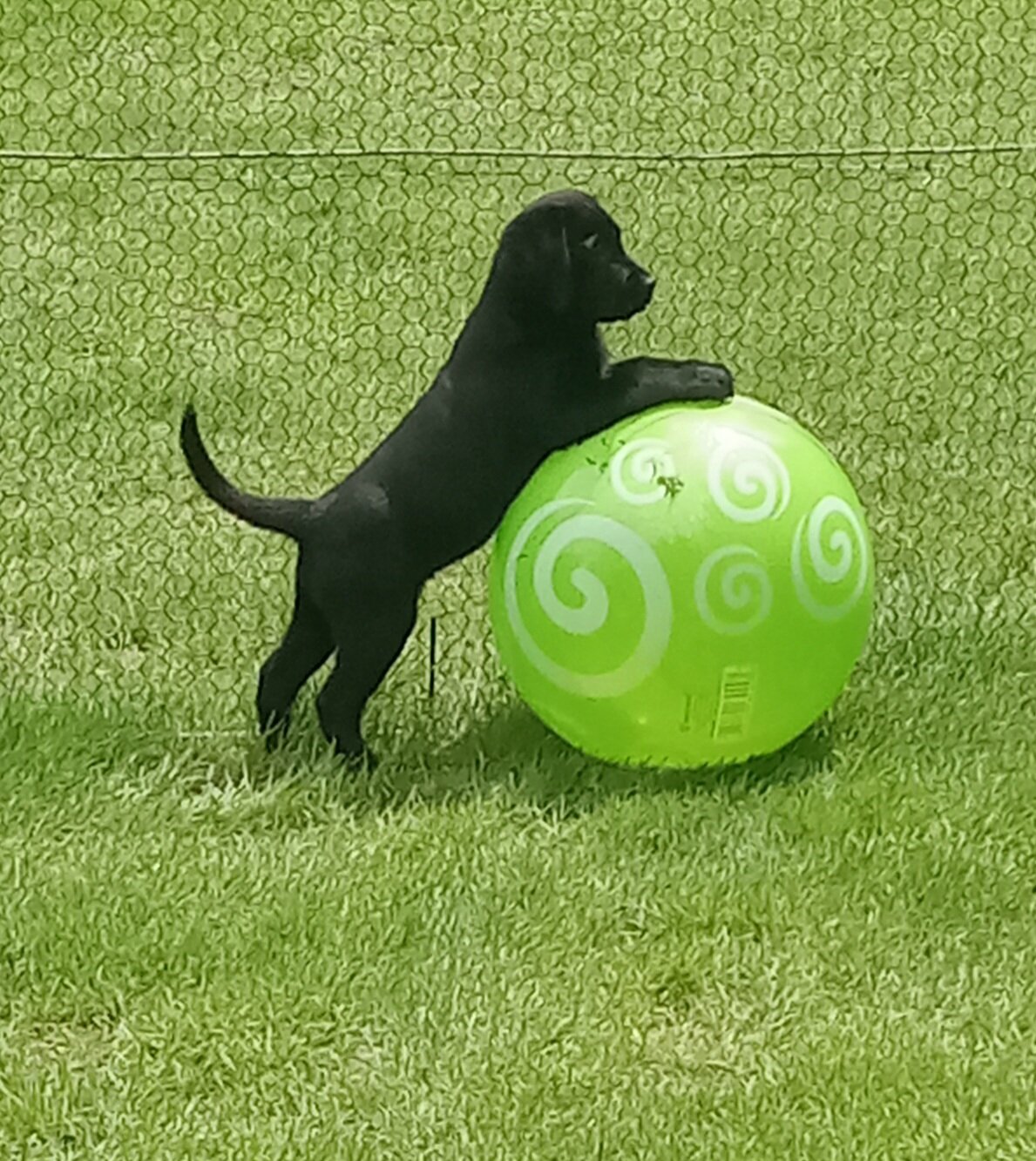 AKC Labrador retrievers image 9