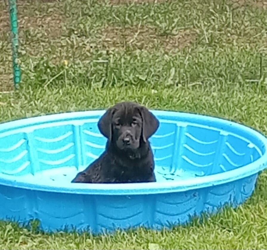 AKC Labrador retrievers image 2