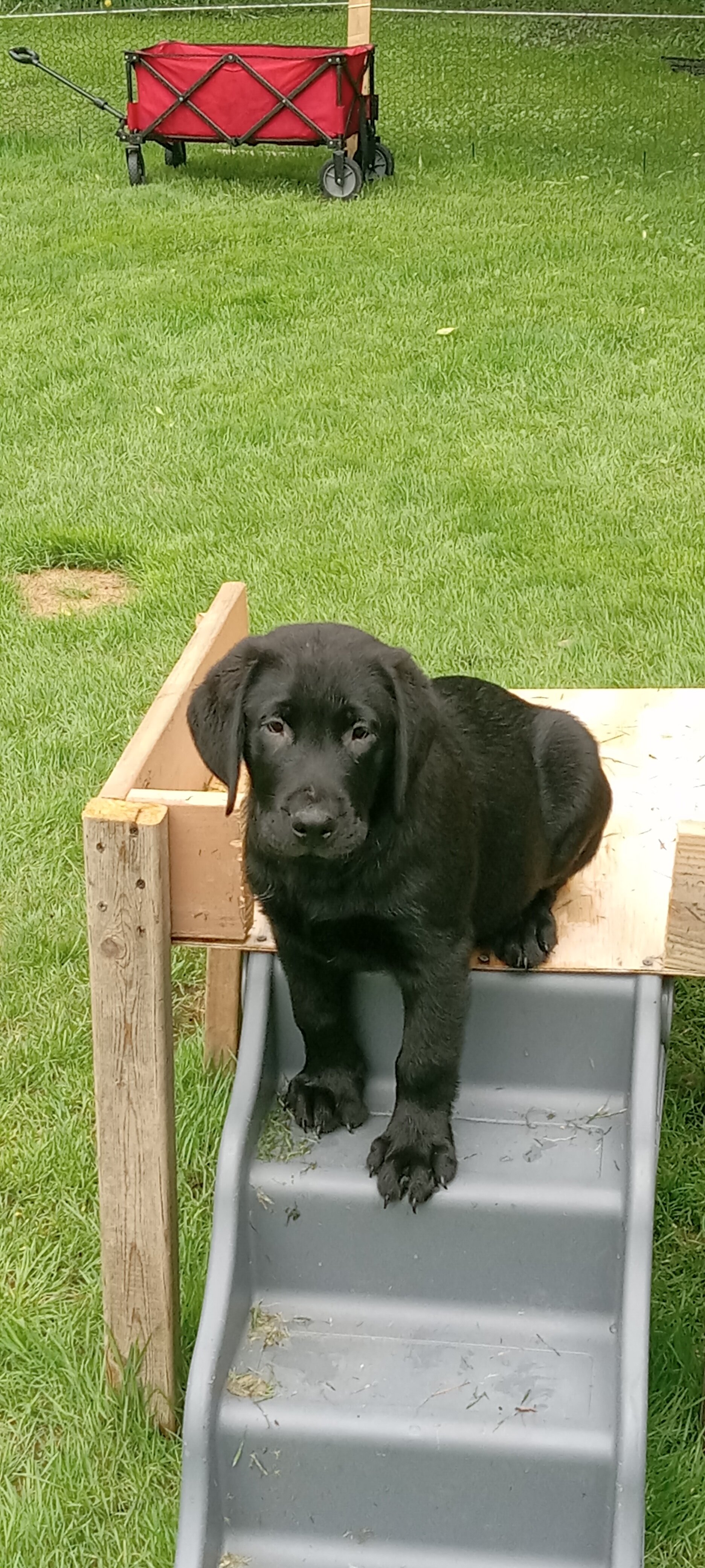AKC Labrador retrievers image 3