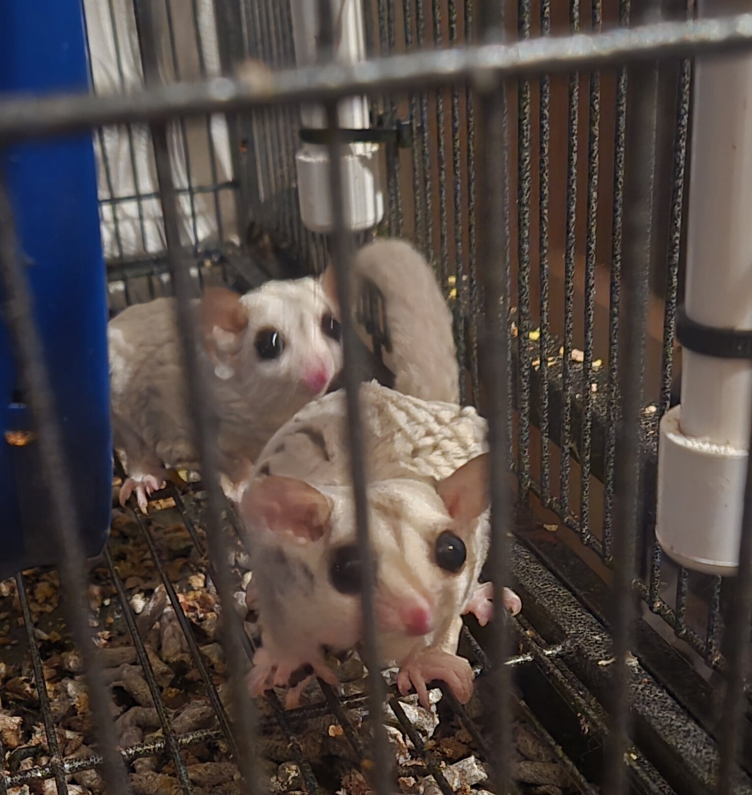 Sugar-gliders image 2
