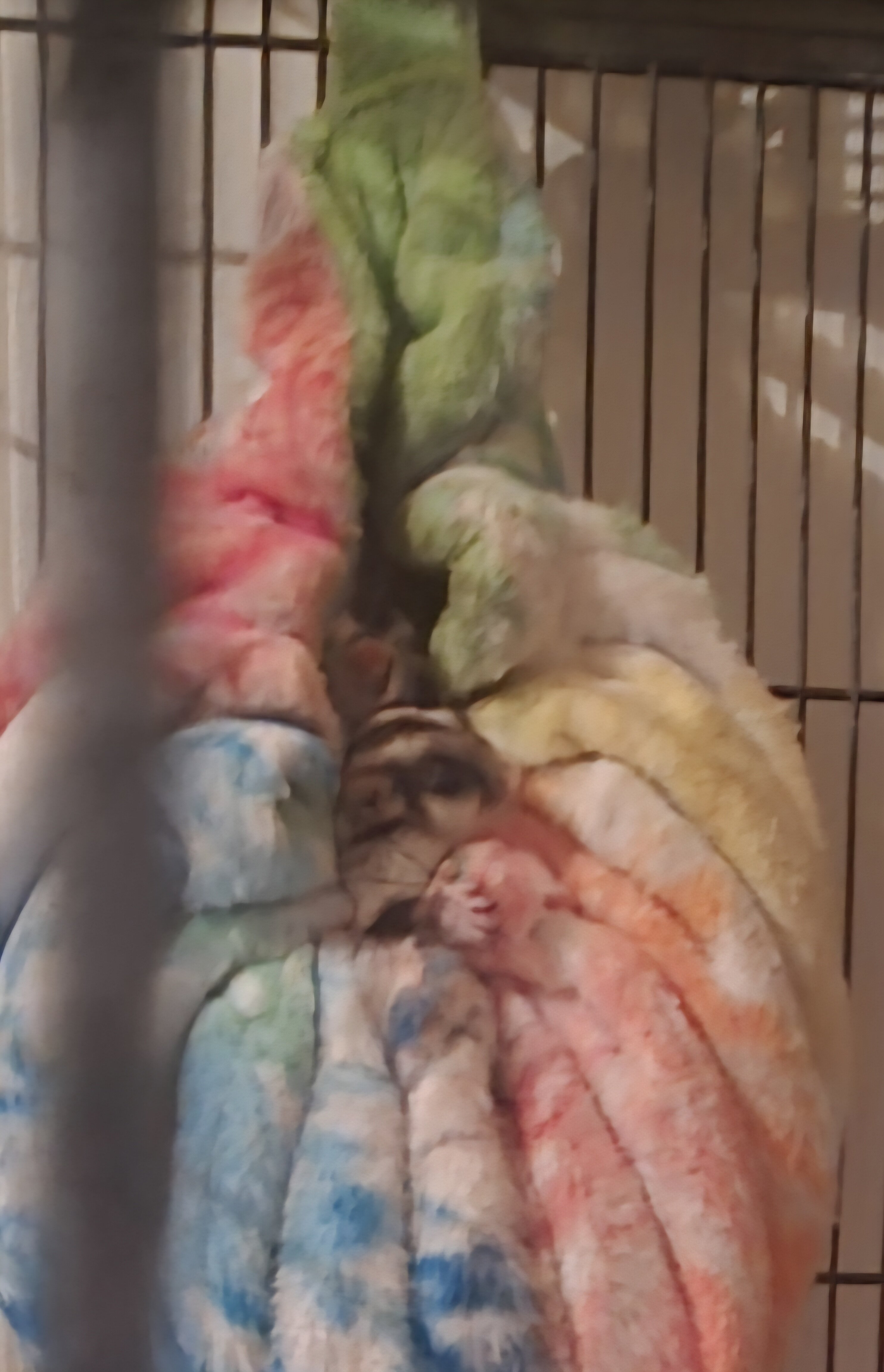 Sugar-gliders image 3