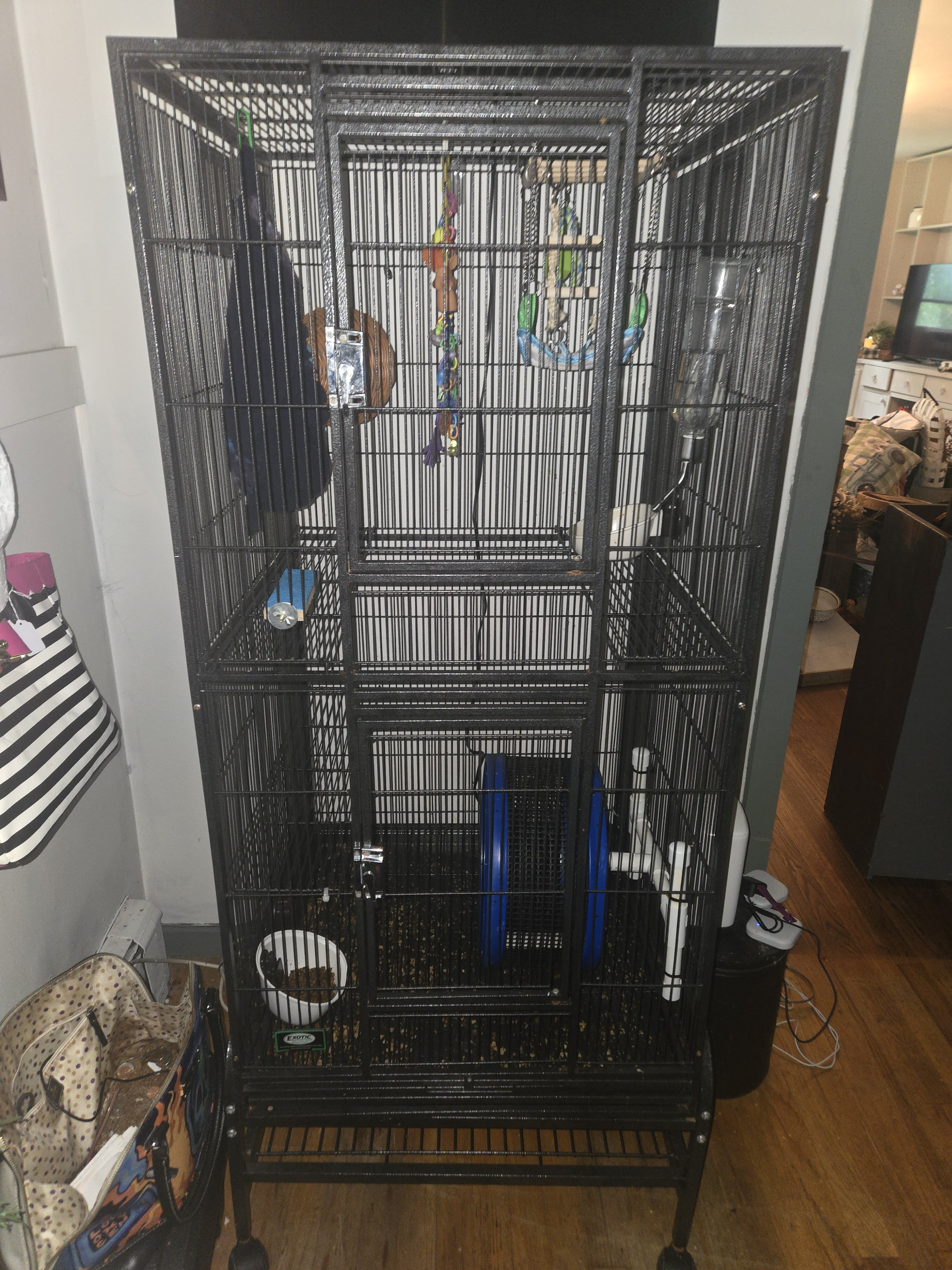Sugar-gliders image 1