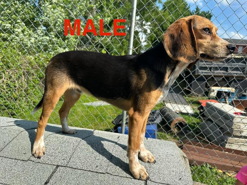 Beagle image 3