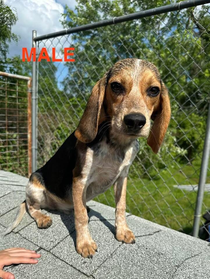 Beagle image 2