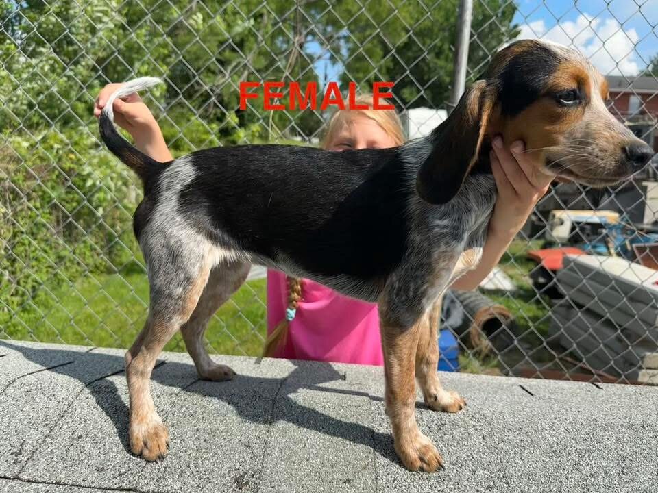 Beagle image 1