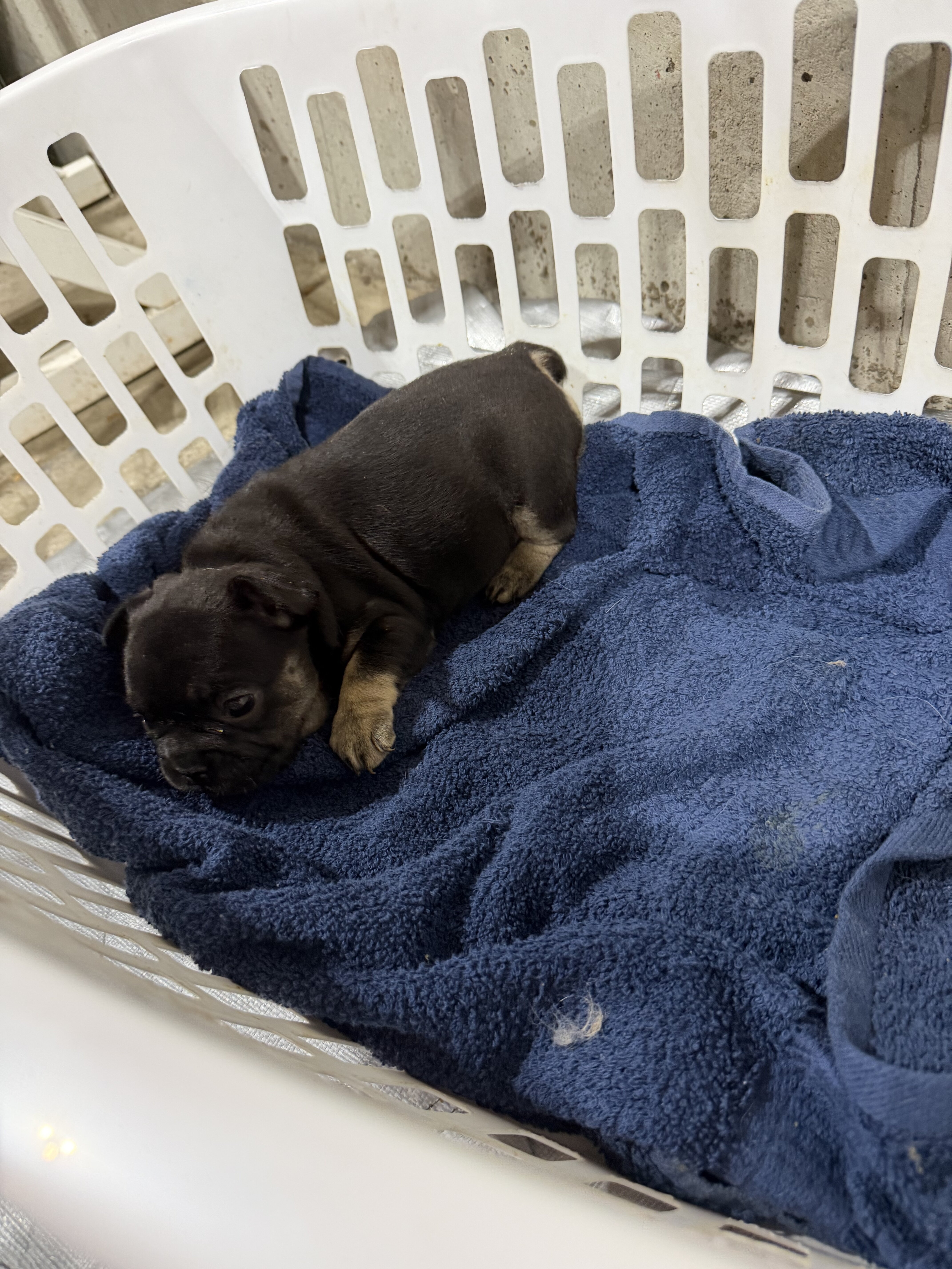 Frenchie puppy looking for new home image 3