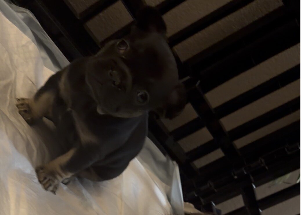 Frenchie puppy looking for new home image 1
