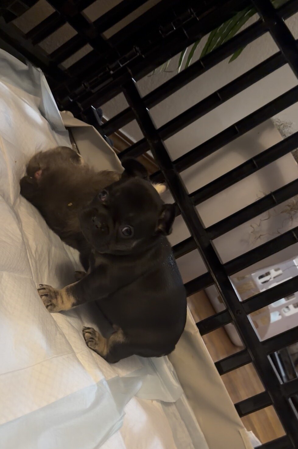 Frenchie puppy looking for new home image 2