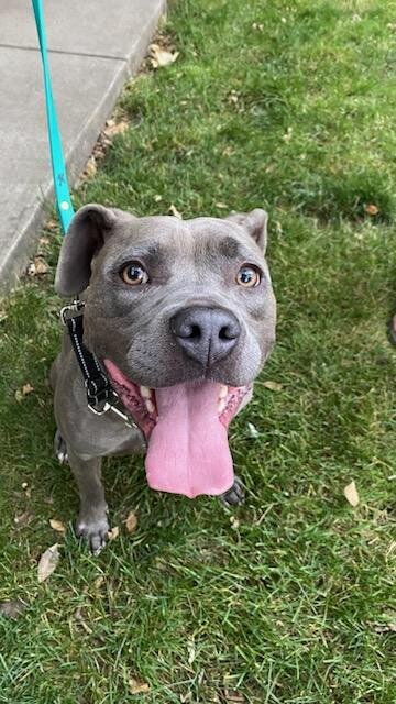 Meet Kava - 2.5yo Female Bully Mix image 2