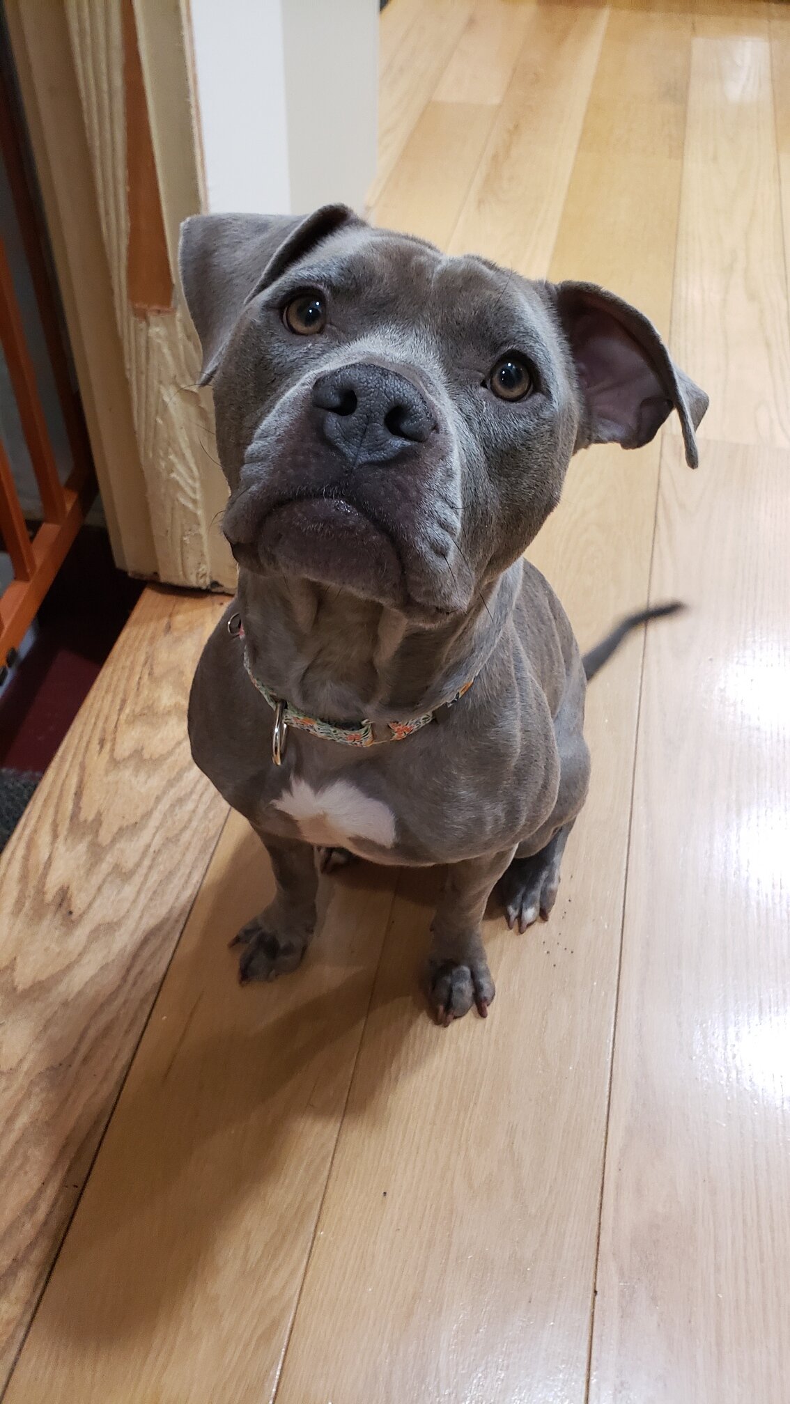 Meet Kava - 2.5yo Female Bully Mix image 1