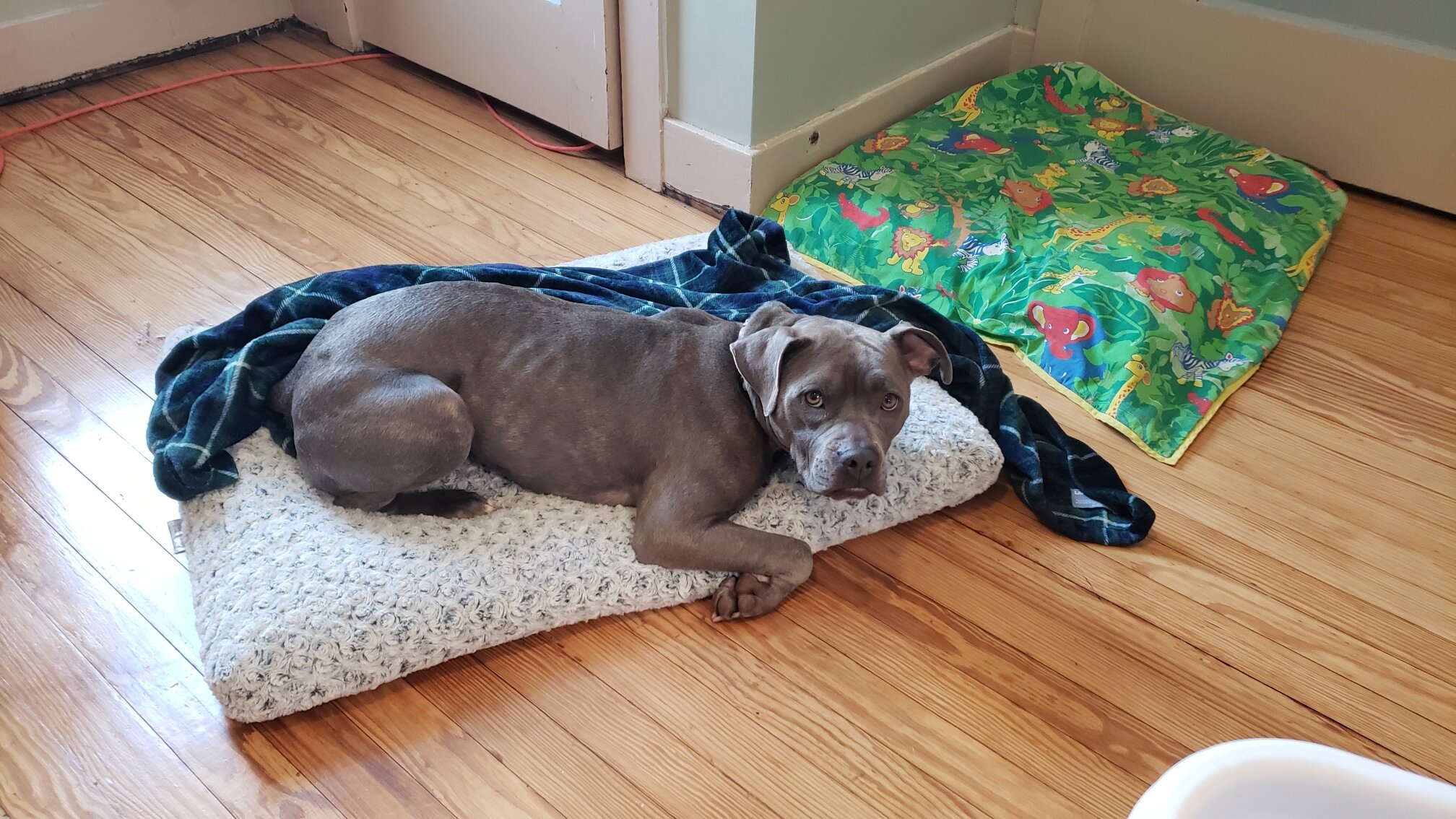 Meet Kava - 2.5yo Female Bully Mix image 3