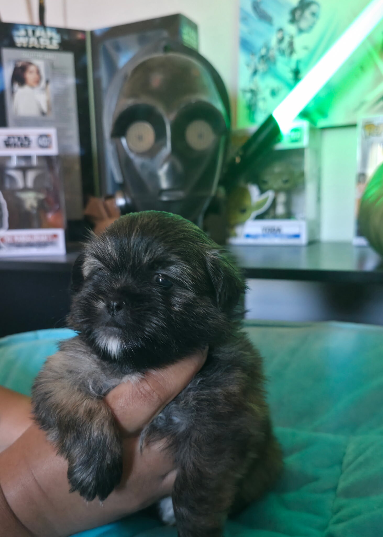 Shih Tzu/Pomeranian mix puppies image 1