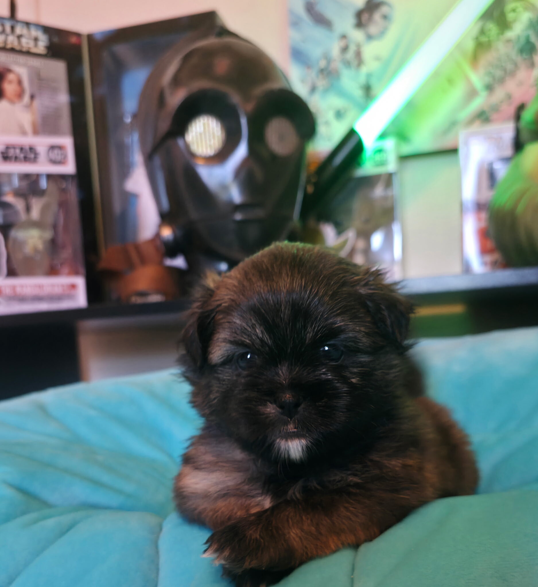 Shih Tzu/Pomeranian mix puppies image 2