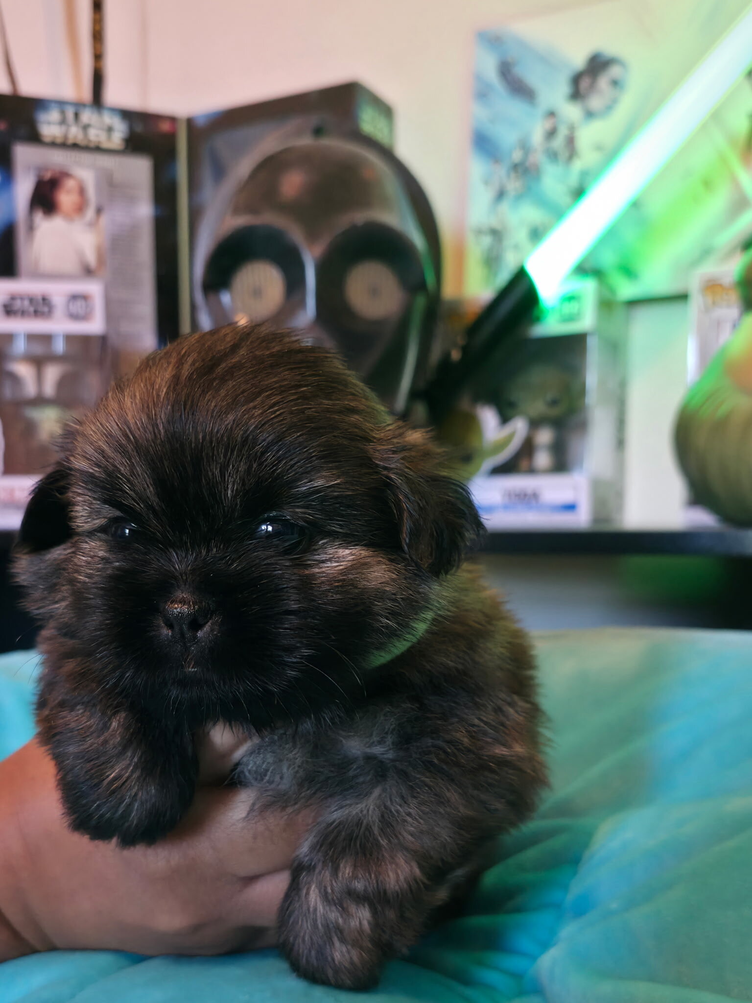 Shih Tzu/Pomeranian mix puppies image 7