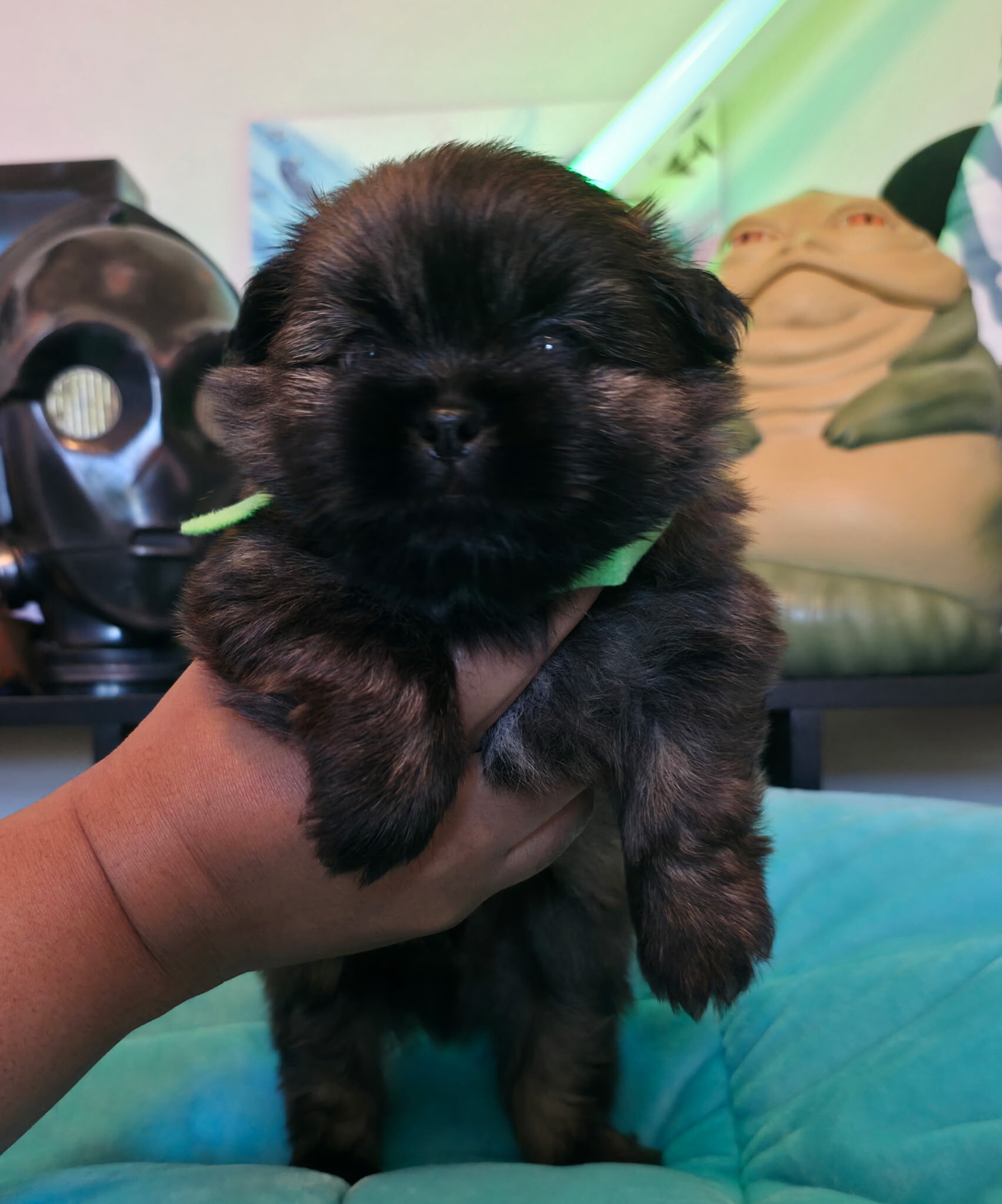 Shih Tzu/Pomeranian mix puppies image 8
