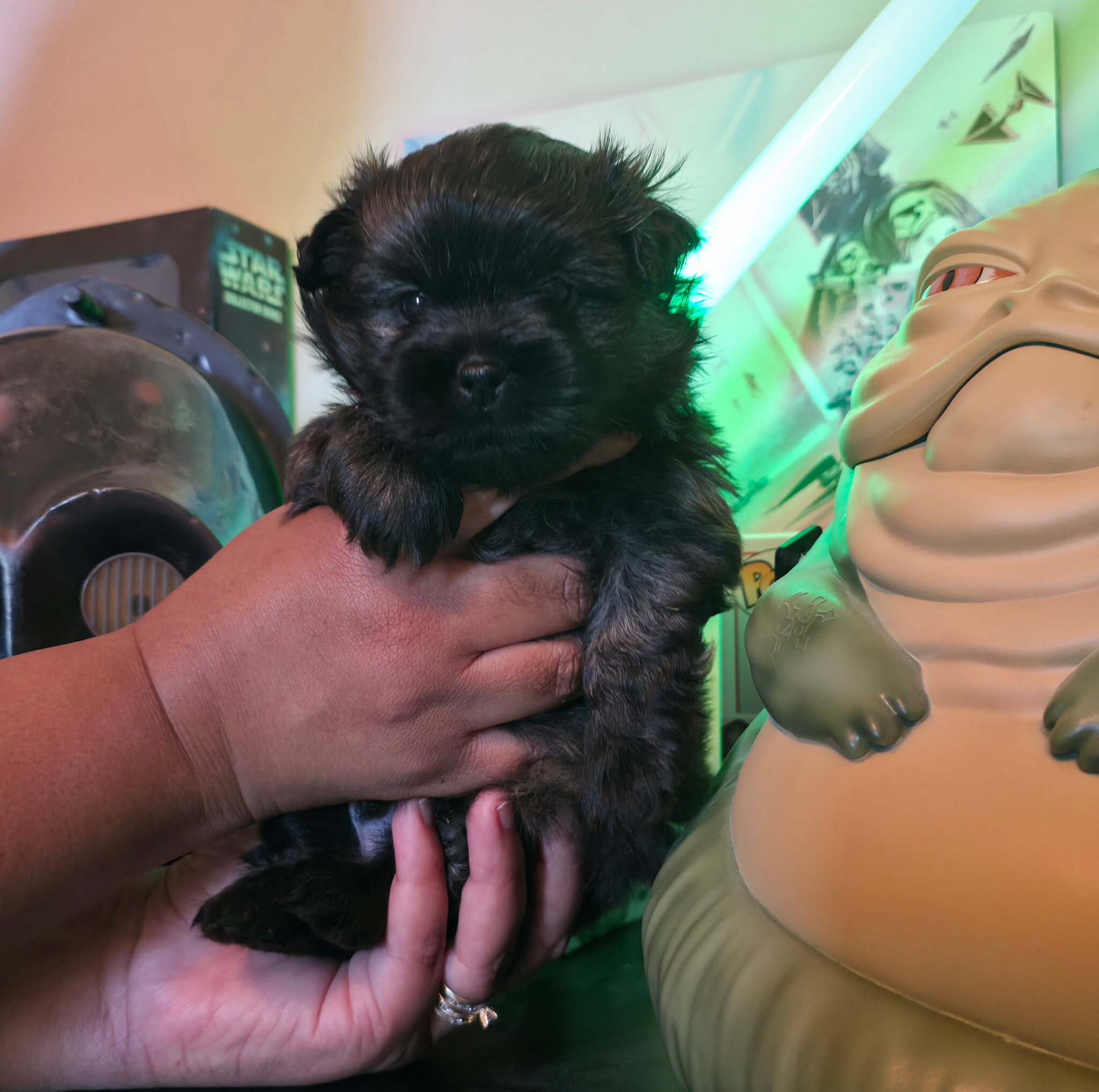 Shih Tzu/Pomeranian mix puppies image 6