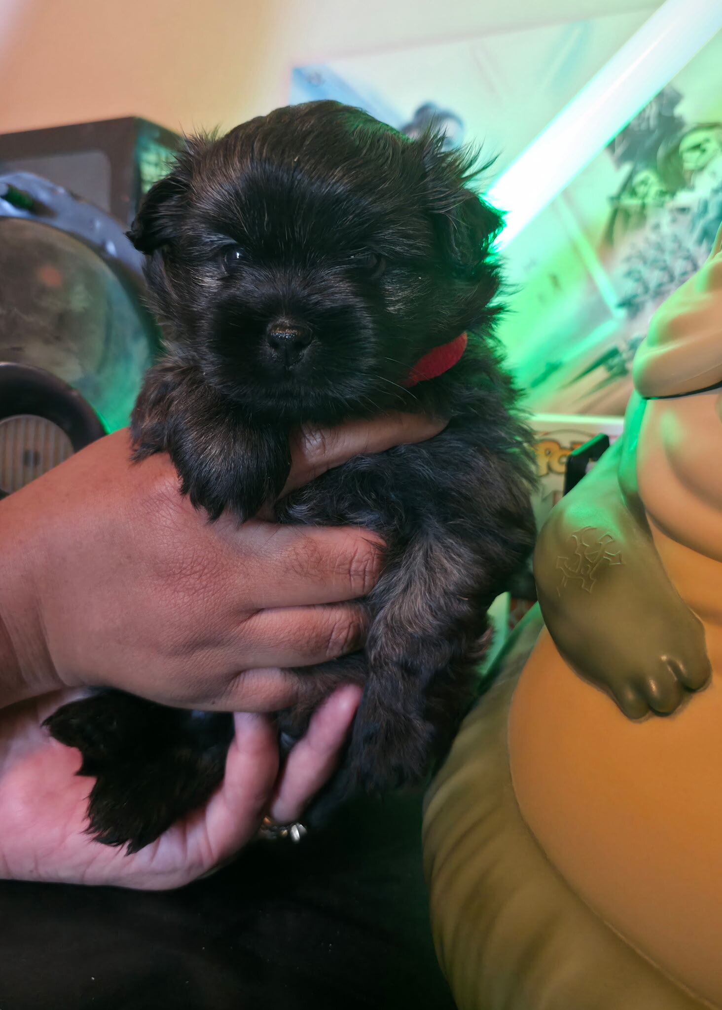 Shih Tzu/Pomeranian mix puppies image 5