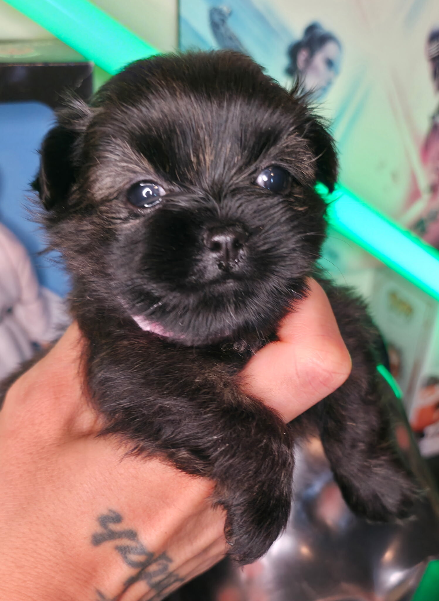 Shih Tzu/Pomeranian mix puppies image 3