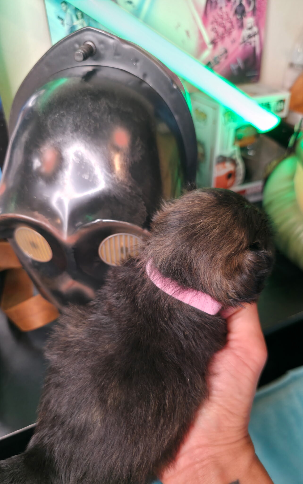 Shih Tzu/Pomeranian mix puppies image 4