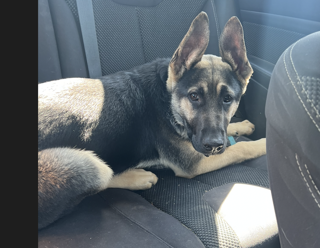 Dog image 1
