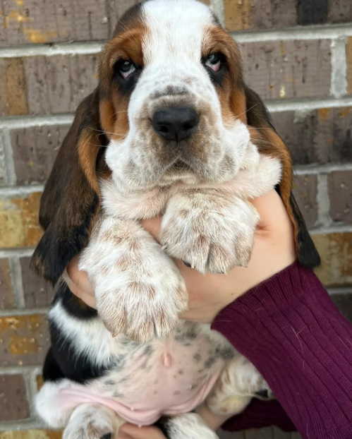 Puppies image 1