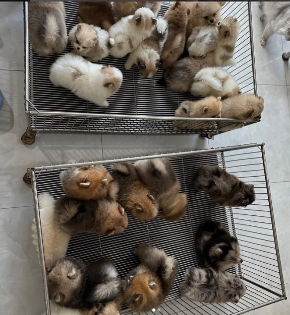 Adorable Pomeranian Puppies Ready Now! Fluffy Tedd image 2