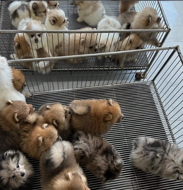 Adorable Pomeranian Puppies Ready Now! Fluffy Tedd image 1