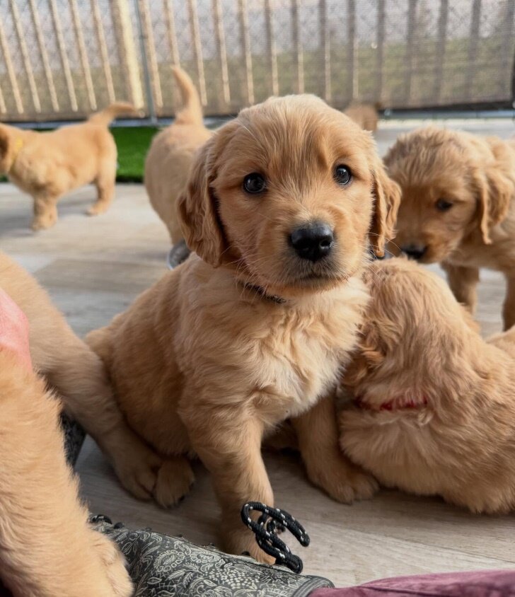 Golden retriever puppies image 4