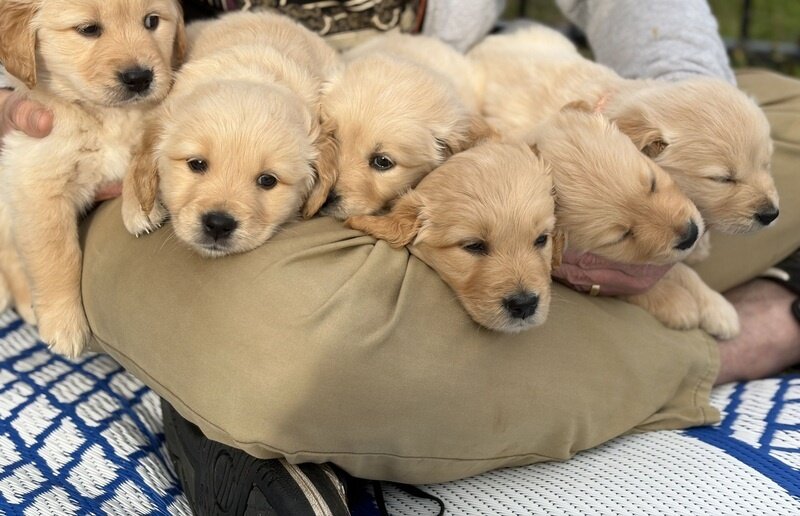 Golden retriever puppies image 1