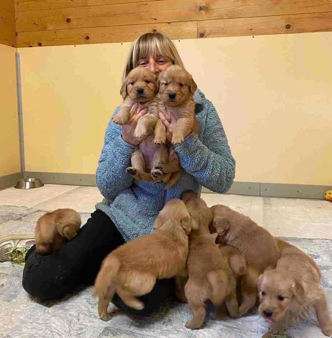 Golden retriever puppies image 3