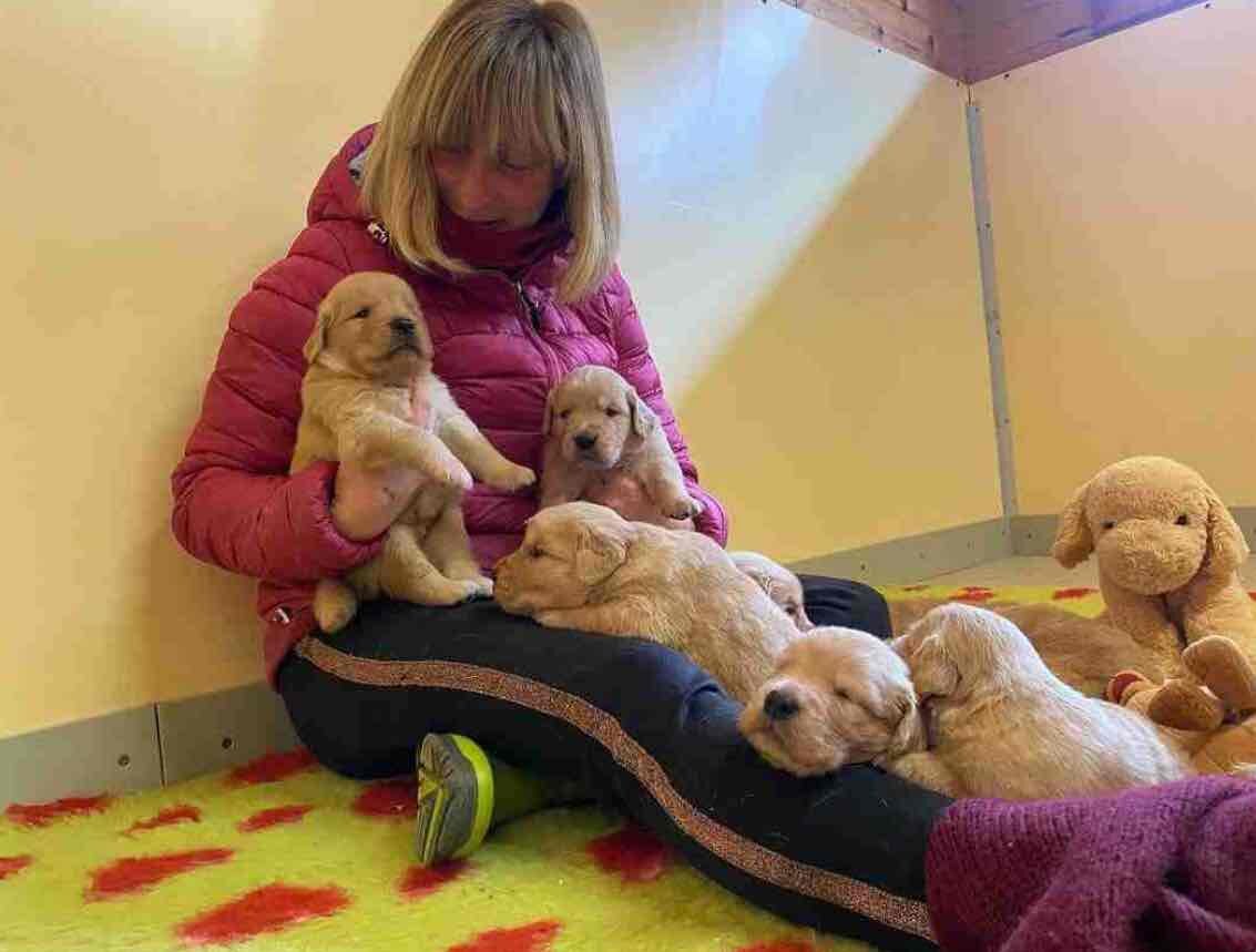 Golden retriever puppies image 2
