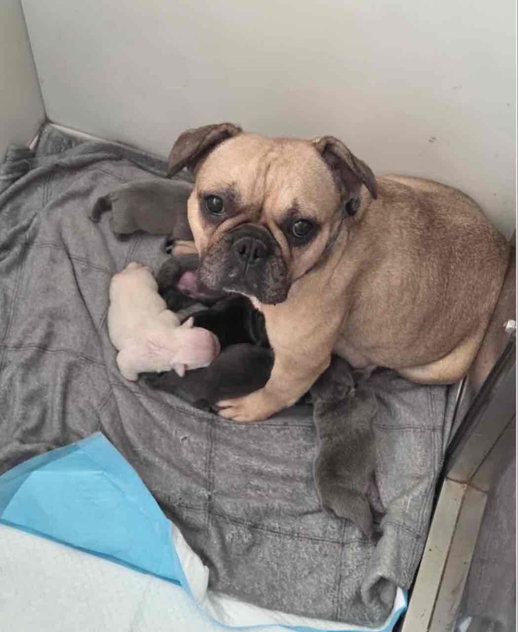 Charming selection of French Bulldog puppies image 4
