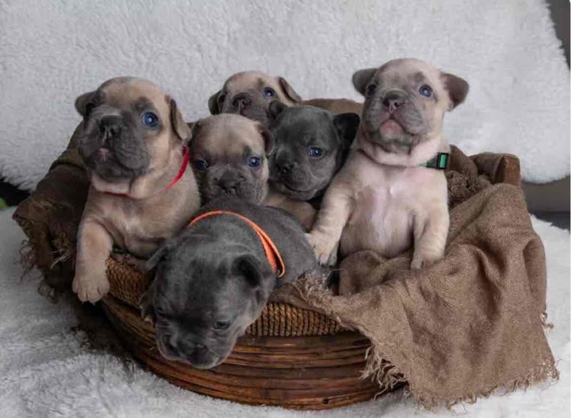 Charming selection of French Bulldog puppies image 1