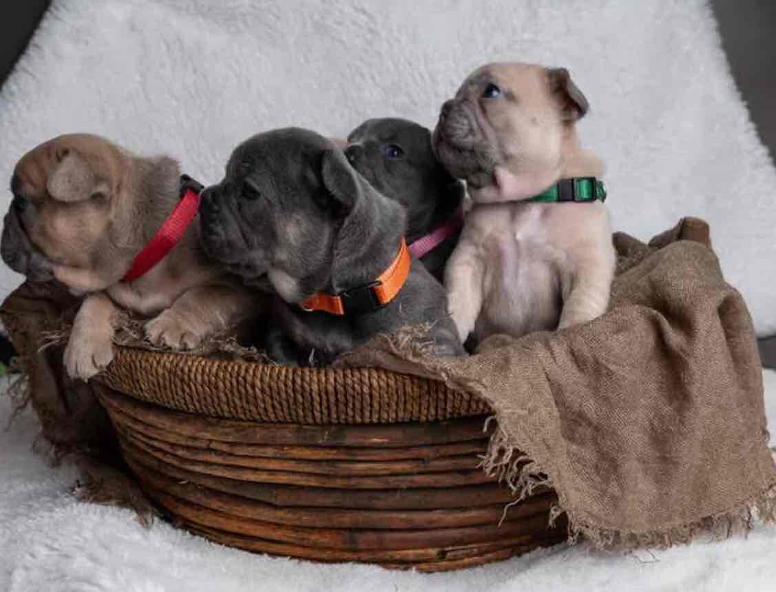 Charming selection of French Bulldog puppies image 3