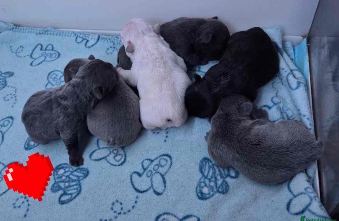 Charming selection of French Bulldog puppies image 2
