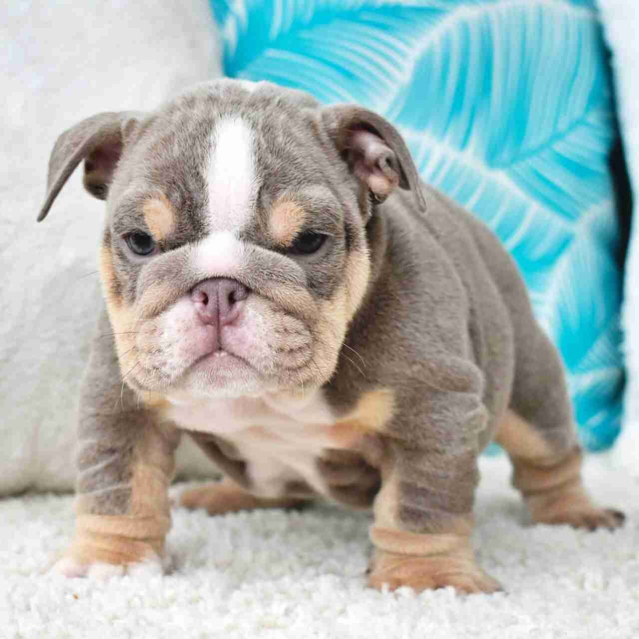 Available English bulldog for sell image 2