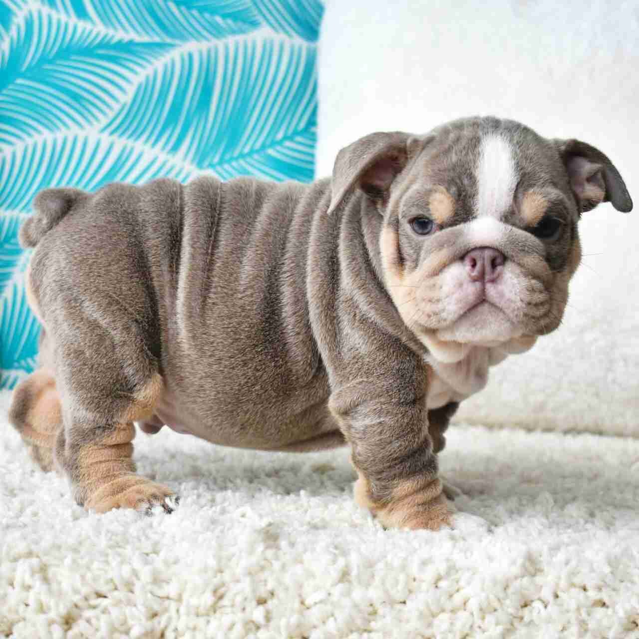 Available English bulldog for sell image 3