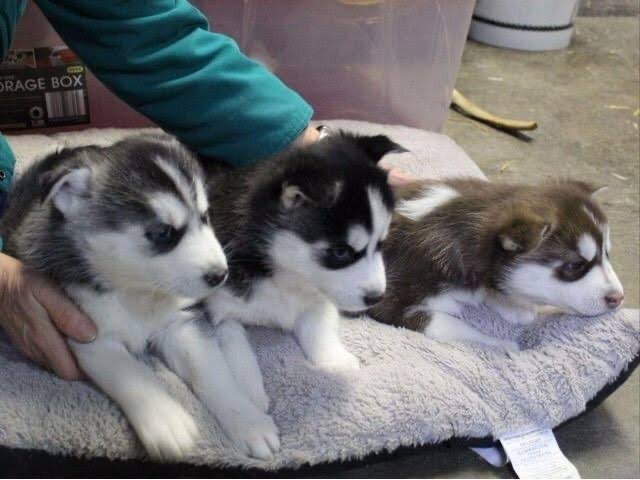 Adorable Siberian husky  Puppies for sale image 1
