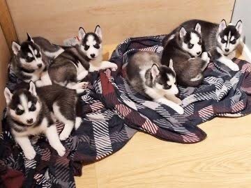 Adorable Siberian husky  Puppies for sale image 4